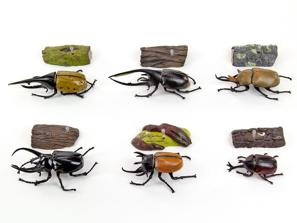 Tropical Rain Forest Rhinoceros Beetles Real Figure Box Colorata Japan