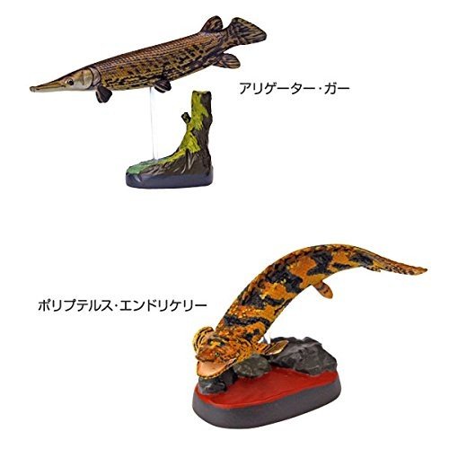 Colorata Nature's Library Real Fish Playing Cards - Japan Import, Educational Card Deck