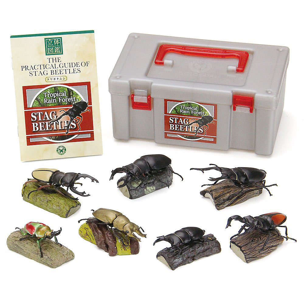 Tropical Rain Forest Stag Beetles Real Figure Box Colorata