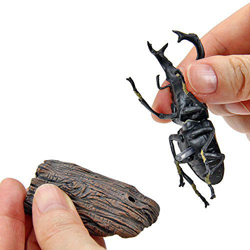 Tropical Rain Forest Stag Beetles Real Figure Box Colorata Japan