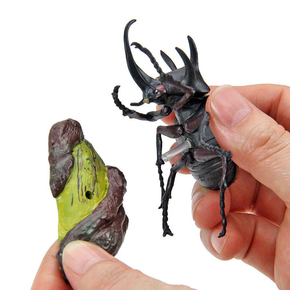 Tropical Rain Forest Rhinoceros Beetles Real Figure Box Colorata Japan